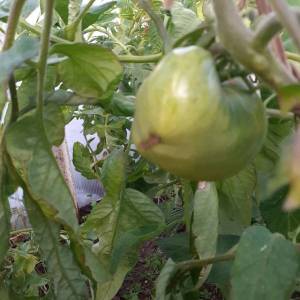 истиные цв.jpg