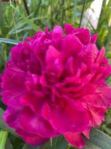 41D3FD95-ACD1-4D62-BD5B-6D9C0BC3D446.jpeg