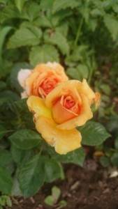 DSC_1509.JPG