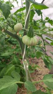 IMG_20220618_123351.thumb.jpg.3a34aebd3c5088b7e722066f82acbbef.jpg