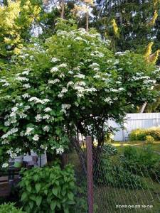 IMG_20220623_190800.jpg