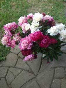 IMG_20220627_185932.thumb.jpg.b2d895153f2b966e10a191e535c4582d.jpg