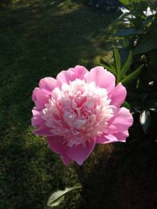 IMG_20220628_085255.jpg
