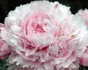 peony-sarah-bernhardt-59-1-1600x1600.jpg