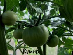 Кумир. 5 июня