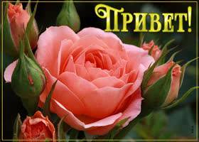 stilnaya-kartinka-privet-s-rozoy-135759.jpg.001885df6e5fbd8817c6b8385fcb06ab.jpg