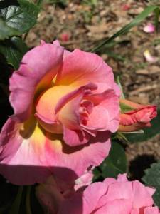 01B235BE-B47B-4936-A792-F2913AFCCCDB.jpeg