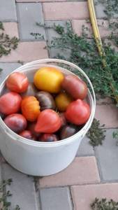 0_IMG-20220724-WA0016.thumb.jpeg.f74a3d59acb359234ddaec7bed639bc2.jpeg