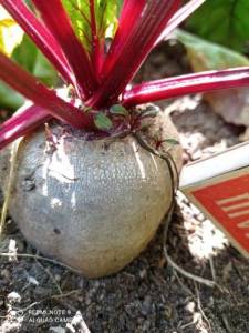 IMG_20220720_143811 (1).jpg