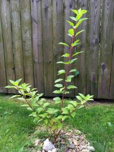 строуберри блоссом.jpg