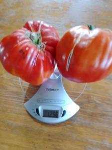 IMG_20220728_093004[1].jpg