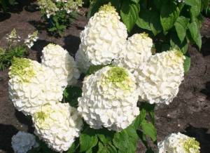 Hydrangea paniculata `Magical Mont Blanc` _1.jpg