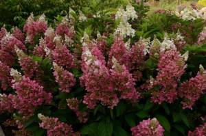 Hydrangea paniculata `Magical Candle Light`.jpg