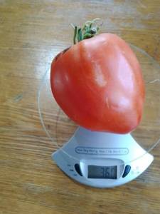 IMG_20220728_093212[1].jpg