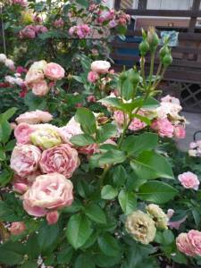 IMG-20220708-WA0017.jpg