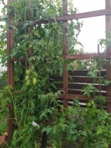 IMG-20220709-WA0003.jpg