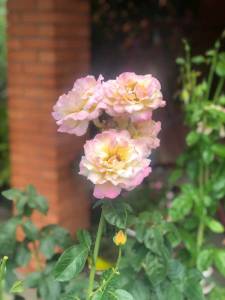 IMG-20220717-WA0016.jpg