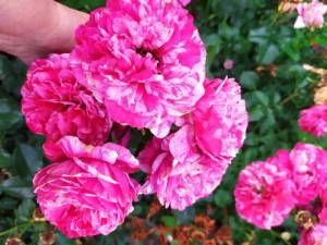 IMG-20220720-WA0003.jpg