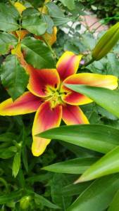 IMG-20220722-WA0042.thumb.jpeg.4118dd4f557ddfa85bd97aca12a47083.jpeg