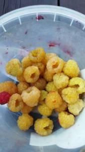 IMG-20220724-WA0061.jpeg