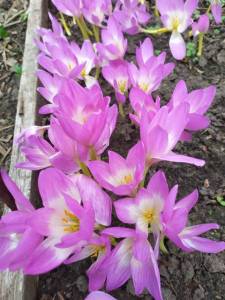 IMG-20220725-WA0000.jpg