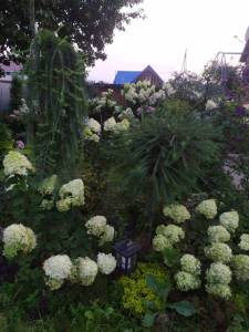 IMG-20220725-WA0007.jpg