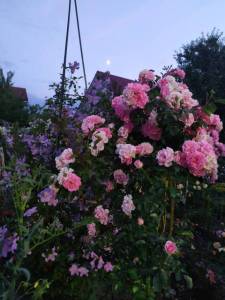 IMG-20220728-WA0004.jpg