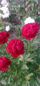 IMG_20220620_195324_compress76.jpg