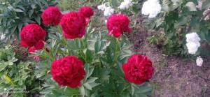 IMG_20220620_195436_compress78.jpg