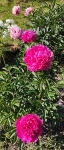 IMG_20220701_092023.jpg