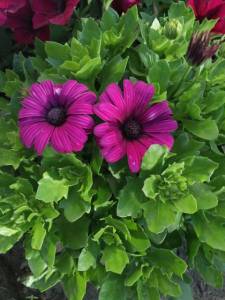 IMG_20220704_063610.jpg