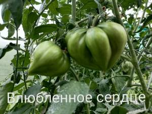 IMG_20220710_175259.jpg