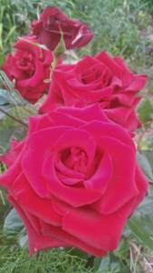 IMG_20220711_193101.thumb.jpg.97ec656aef2ba21eb6641717d31ec88d.jpg