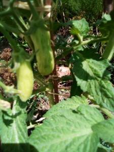 IMG_20220712_110455.jpg