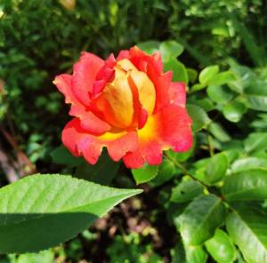 IMG_20220714_204919.jpg