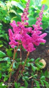IMG_20220716_063750.jpg