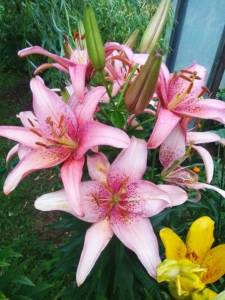 IMG_20220720_210749.thumb.jpg.46b99d063e09a8150a40880599a9b23a.jpg