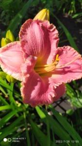 IMG_20220726_135559.jpg