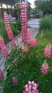 P_20220630_212257.thumb.jpg.d461aa9ccac6aa31d71e4e42ac7e47b3.jpg