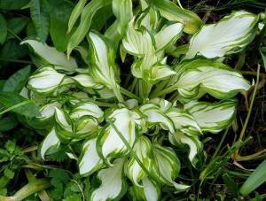 hosta-volnistaya2.jpg