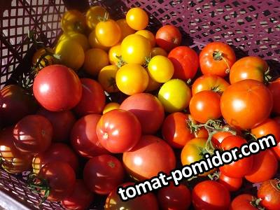 DSC00713.JPG Июньские желт. и красн.,Розовый гай в ОГ