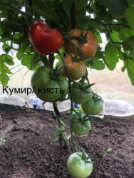 Кумир. 11 июля