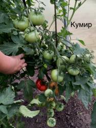 Кумир. 11 июля