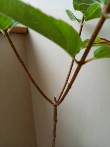 Гортензия штамб.jpg