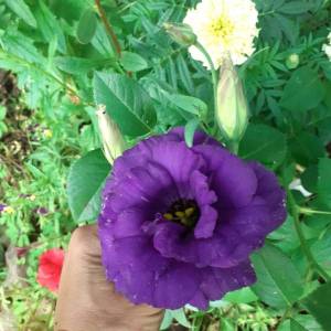 эустома фиол.jpg