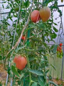 Знаменитая клубника 08.08.2022.jpg