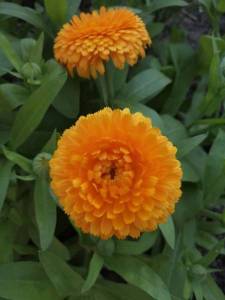 календула Бон-бон.jpg