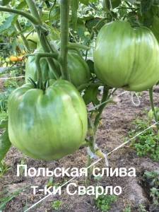 89F30D81-2A94-4564-BF91-9A66AD64459E.thumb.jpeg.1e3c392fd3f34f0e41d7a4a94afcbbfb.jpeg
