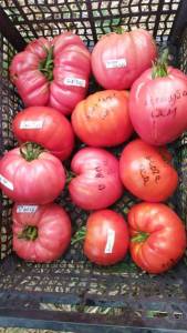 IMG-20220807-WA0023.thumb.jpeg.607800b9b762cf5e88fa3190ded7d75a.jpeg