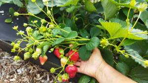 IMG-20220807-WA0058.thumb.jpeg.ad63b384e5890a4c74ee7c745388d043.jpeg